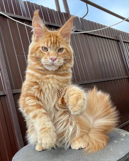 Beautiful maine coon kittens are available | Cats | Paris | 5
