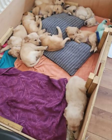 adorable Golden Retriever puppies ready for sale | Dogs | London | 1