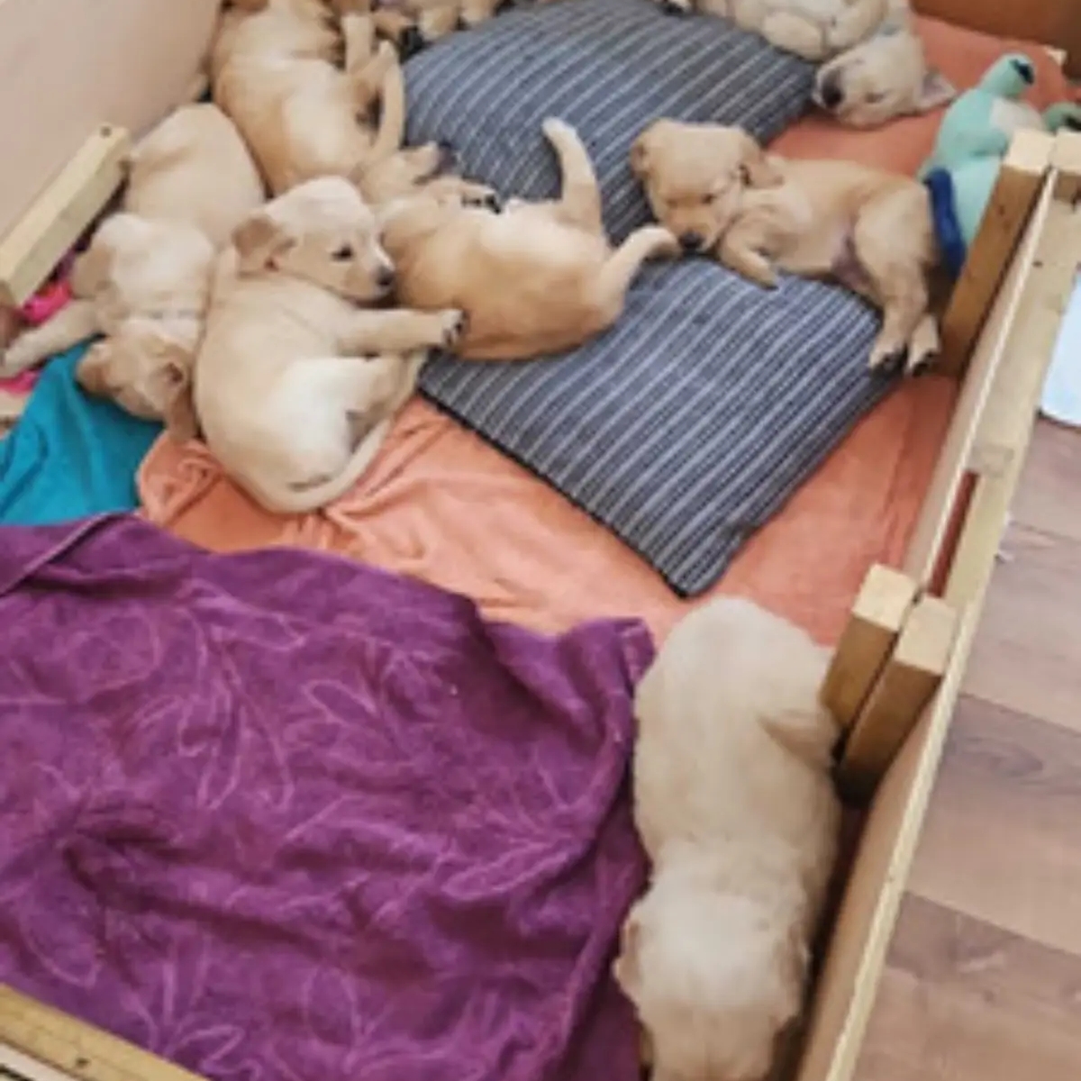 adorable Golden Retriever puppies ready for sale | Dogs | London | Ad gallery (SEO) | 1