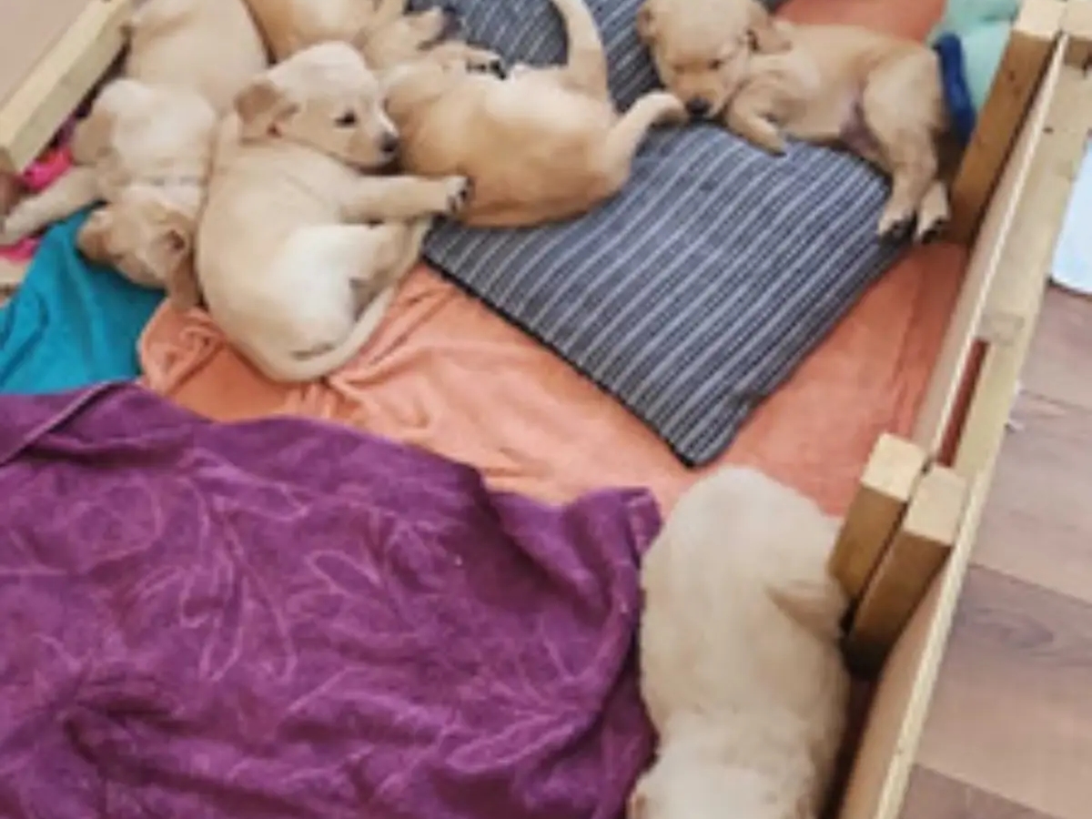 adorable Golden Retriever puppies ready for sale | Dogs | London | Ad gallery (SEO) | 2