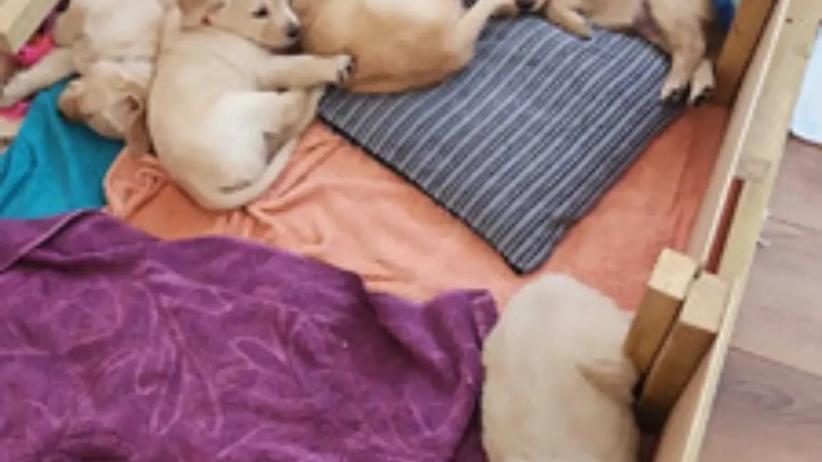 adorable Golden Retriever puppies ready for sale | Dogs | London | Ad gallery (SEO) | 3