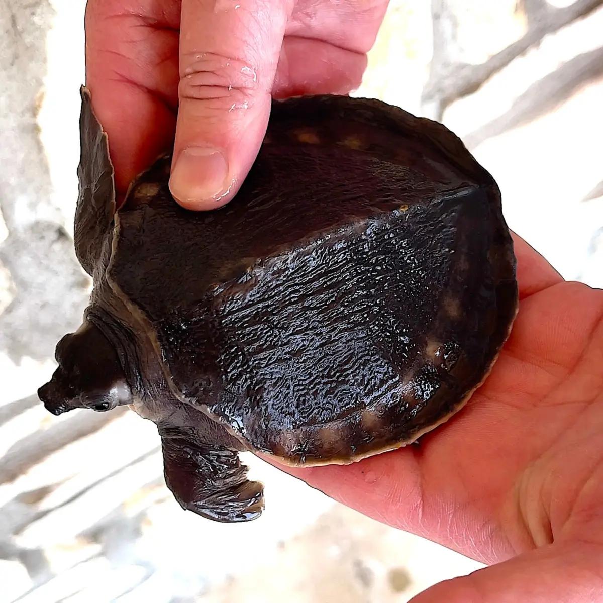 Carettochelys insculpta for sale | Reptiles | Montpellier | 2