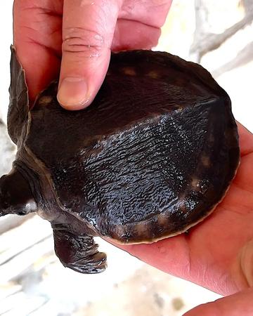 Carettochelys insculpta for sale | Reptiles | Montpellier | 2