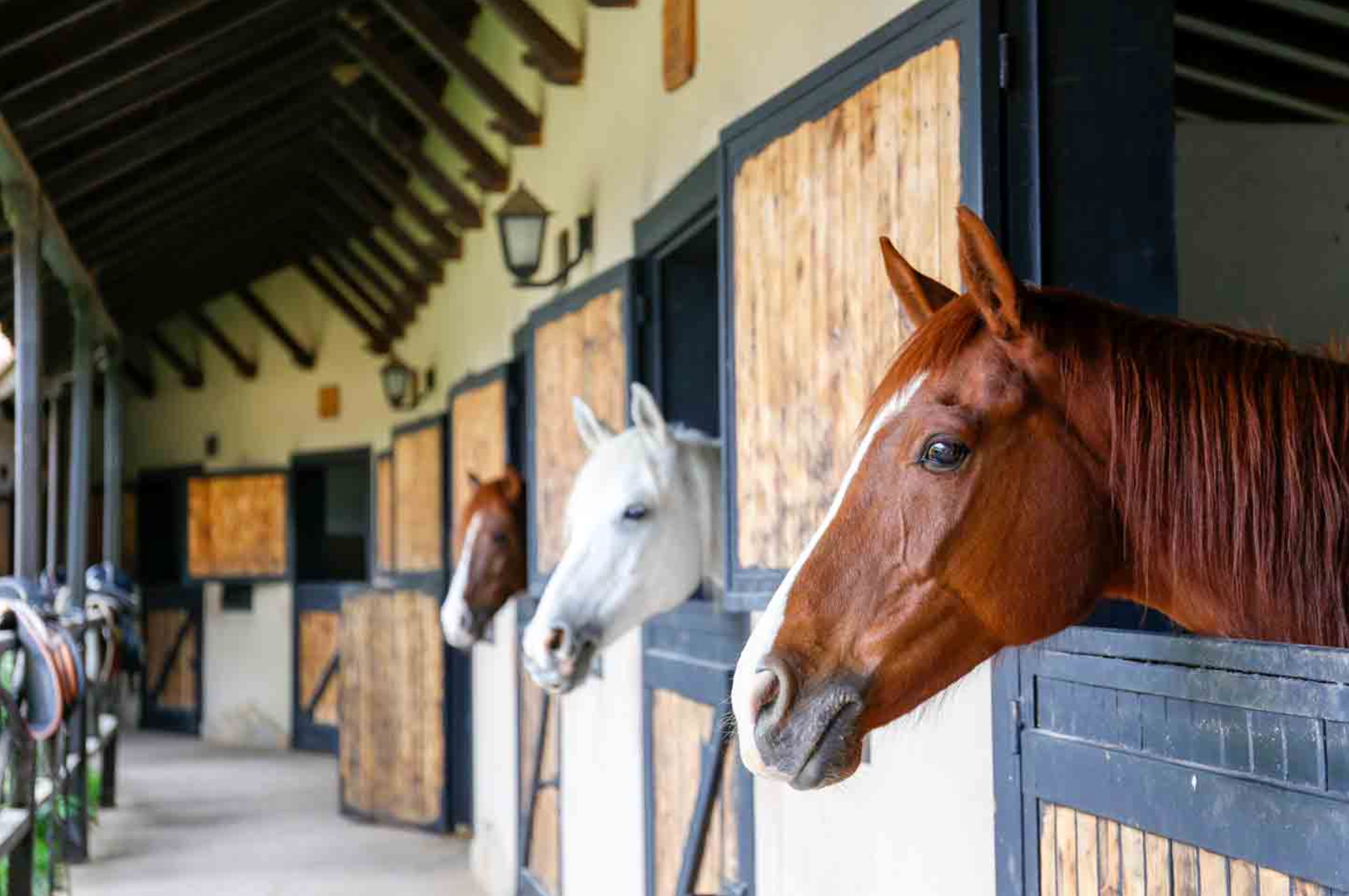 Switching to Stables: Migration Guide for BarnManager and Stable Secretary Users