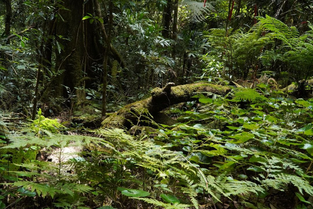 Forêt tropicale humide avec fougères arborescentes et canopée dense en Martinique