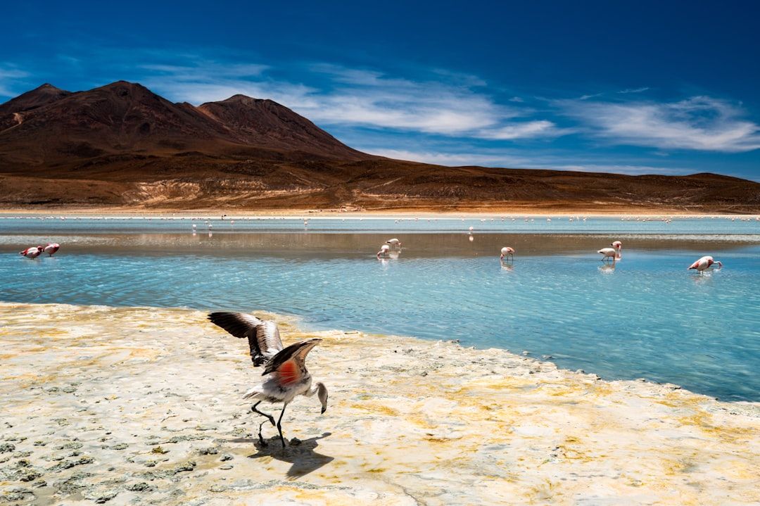 Flamants roses sur une lagune de la Puna argentine à haute altitude dans la province de Jujuy