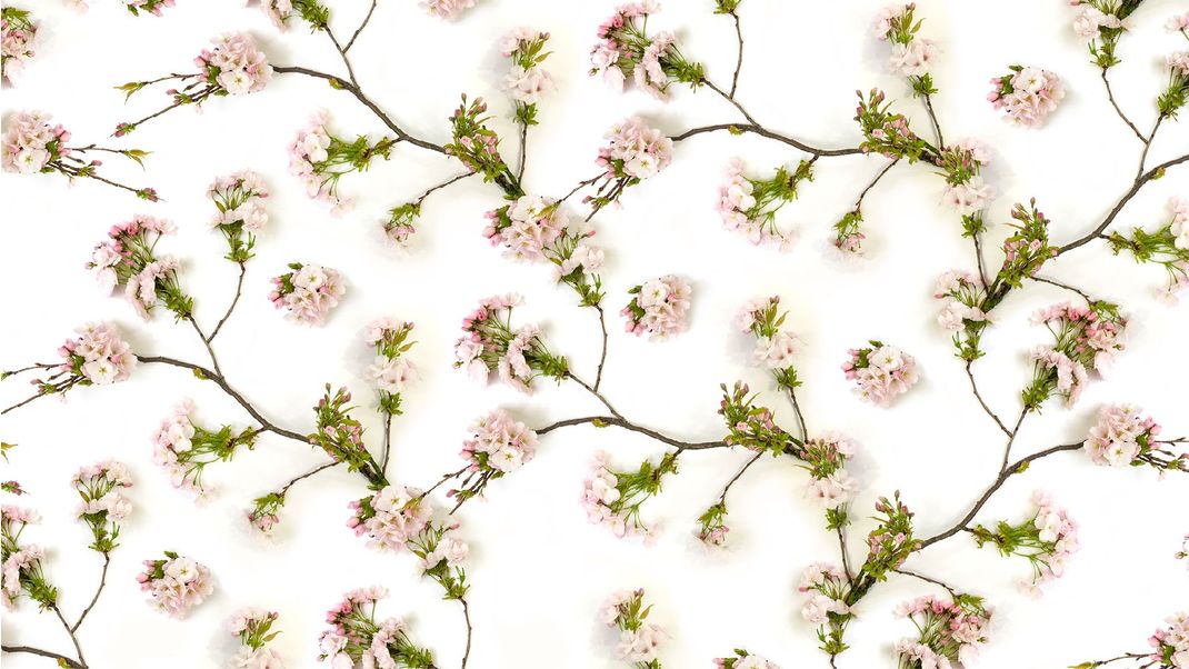 White wallpaper with pink blossom branches