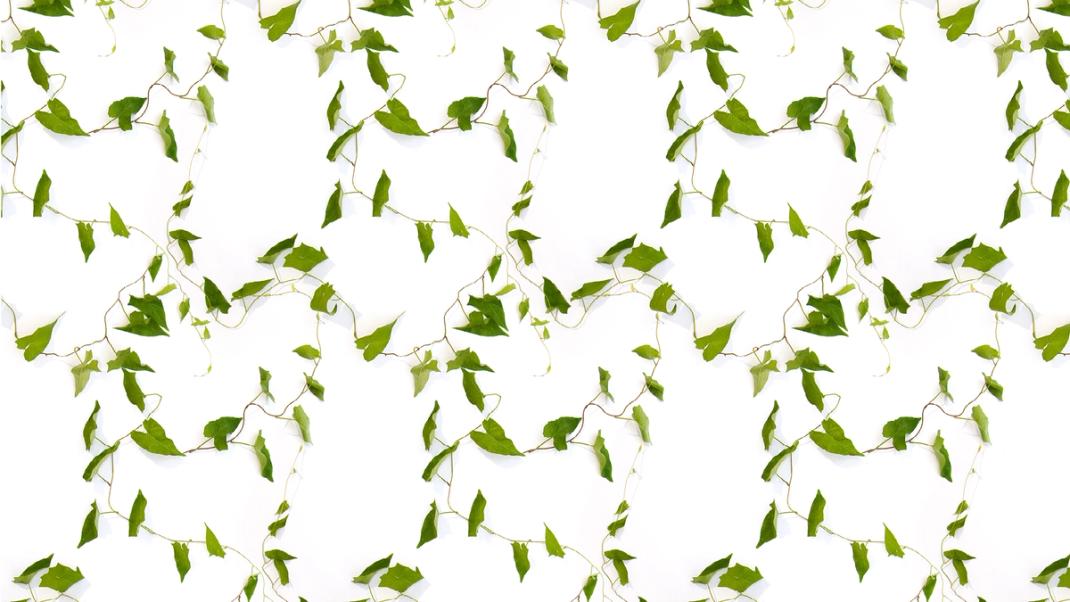 White wallpaper with green ivy leaves