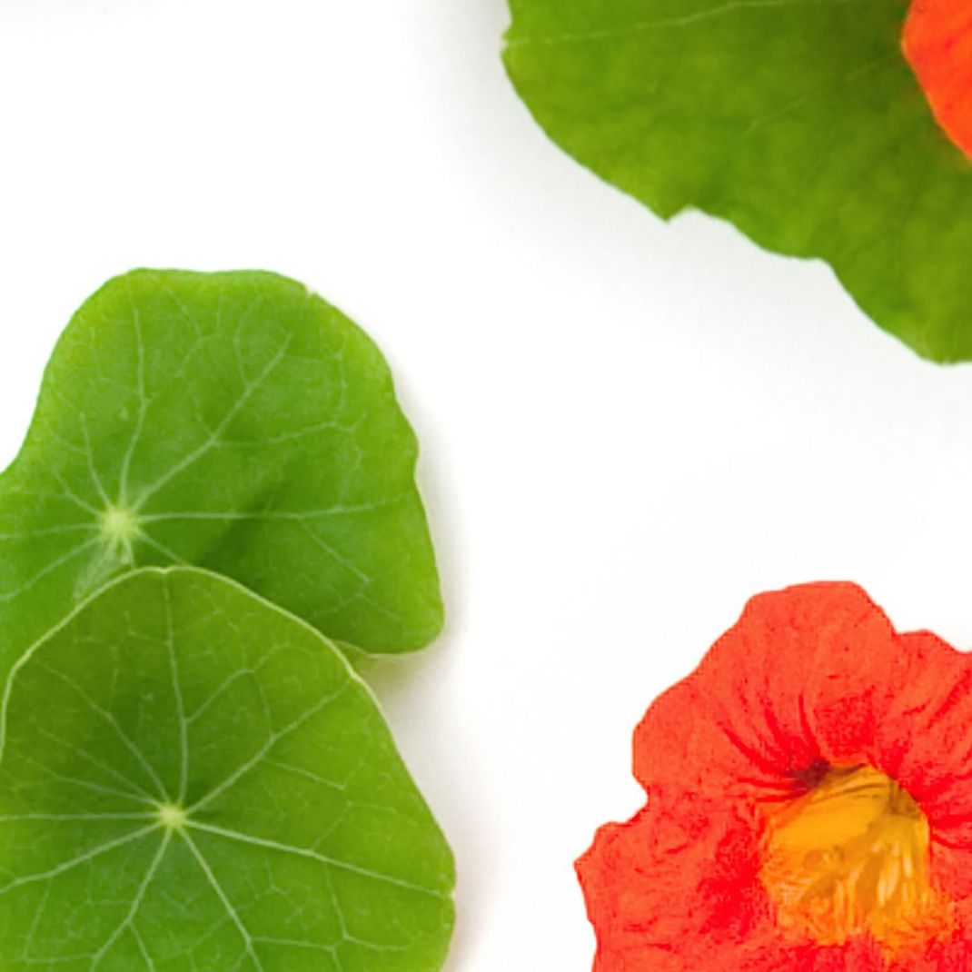 White wallpaper with green leaves and orange flowers