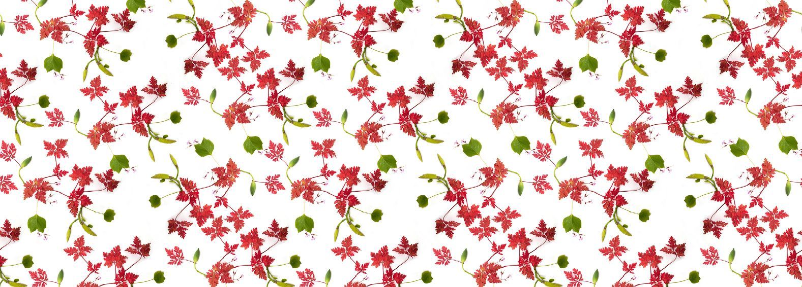 Weiße Tapete mit roten Blättern.