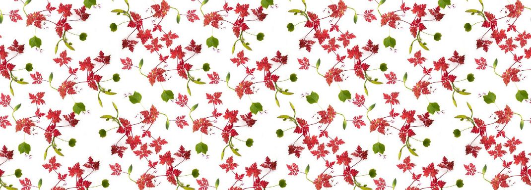 White wallpaper with red leaves.