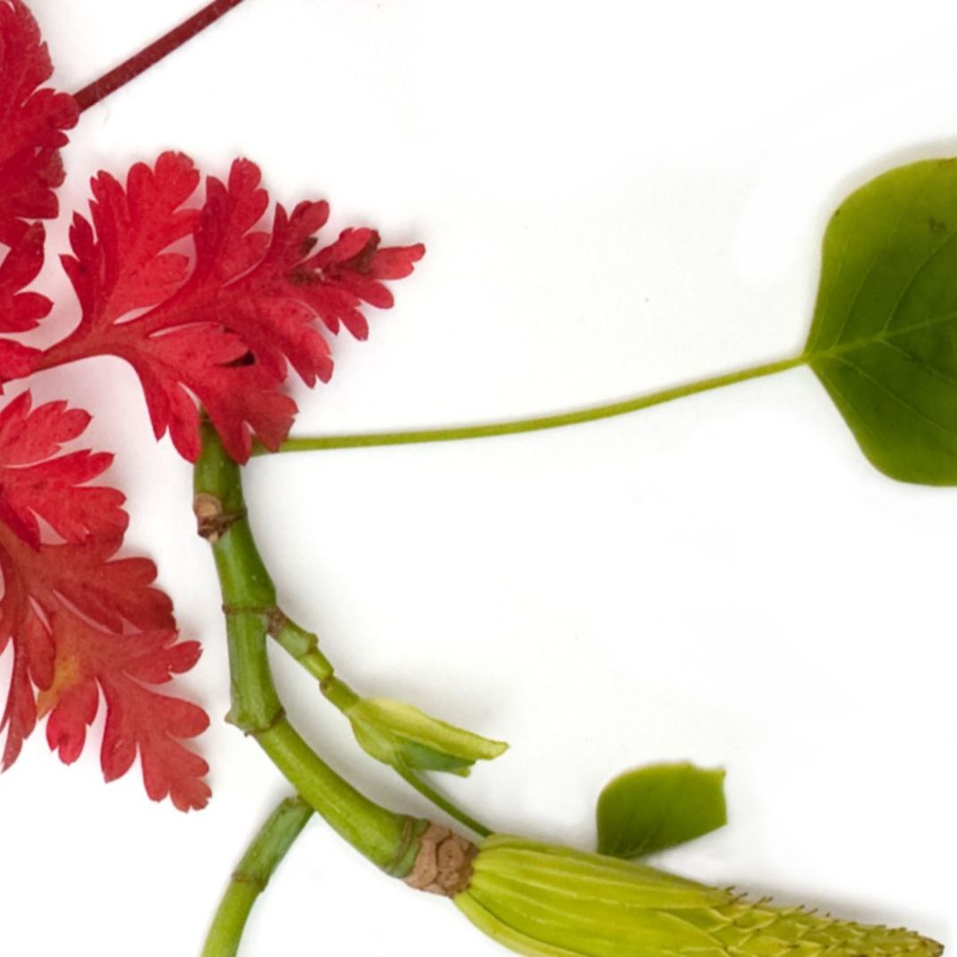 White wallpaper with red leaves.