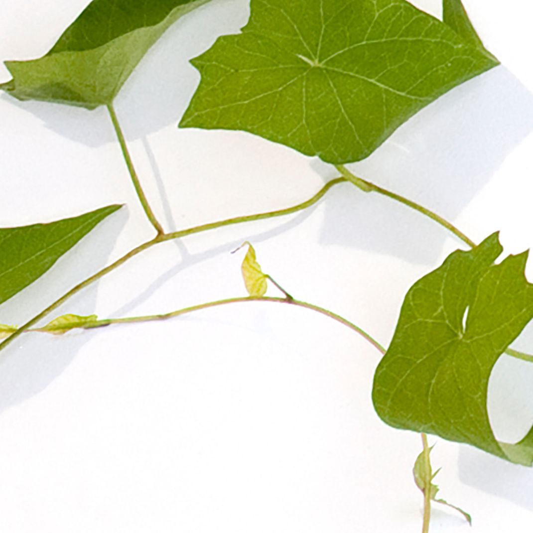 White wallpaper with green ivy leaves