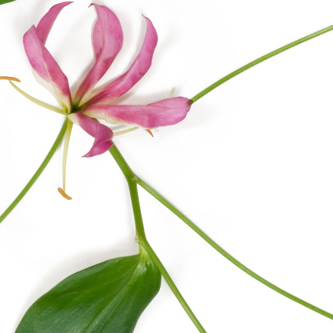 White wallpaper with leaves and pink flowers.