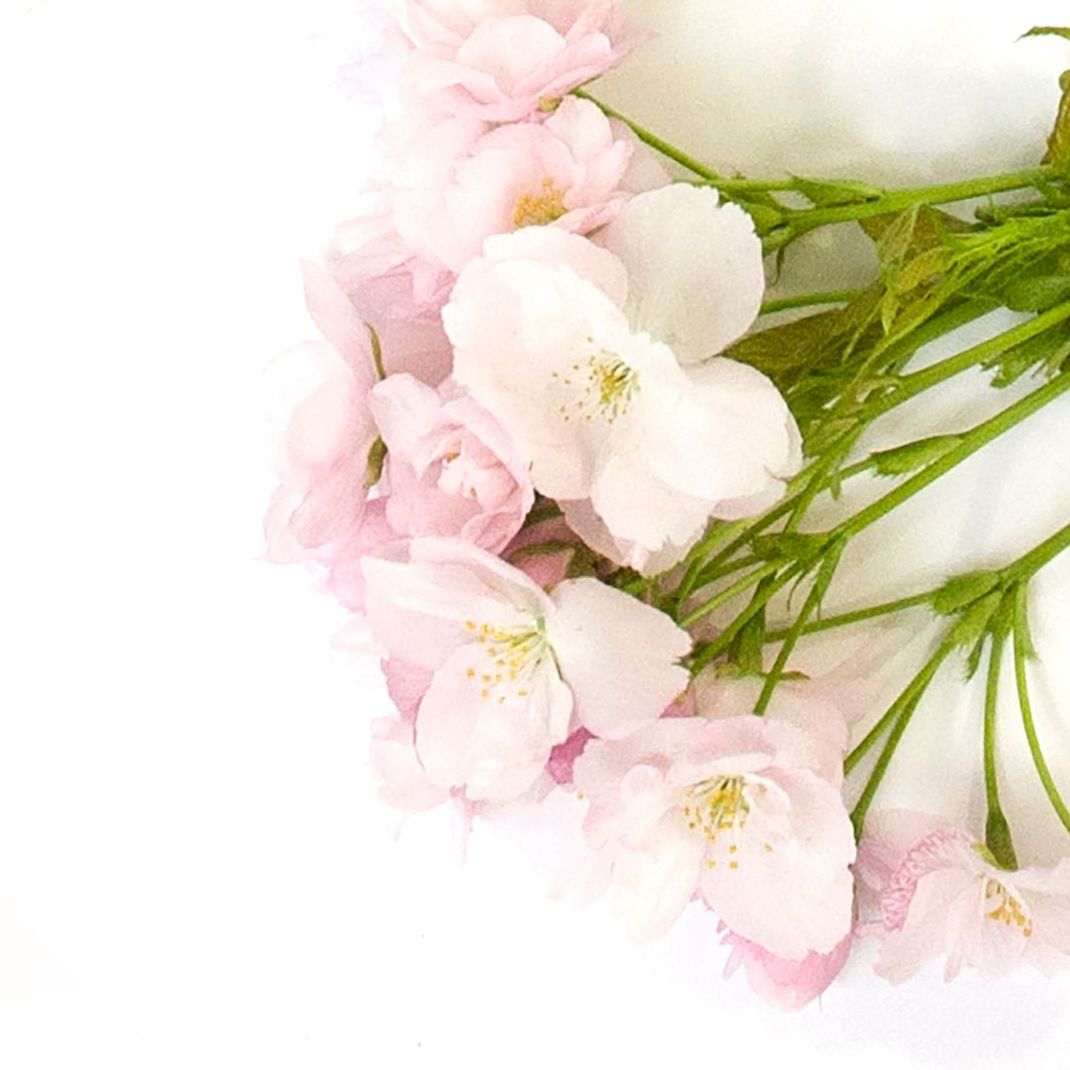 White wallpaper with pink blossom branches