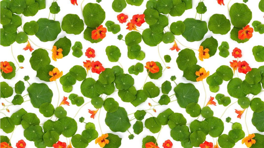 White wallpaper with green leaves and orange flowers