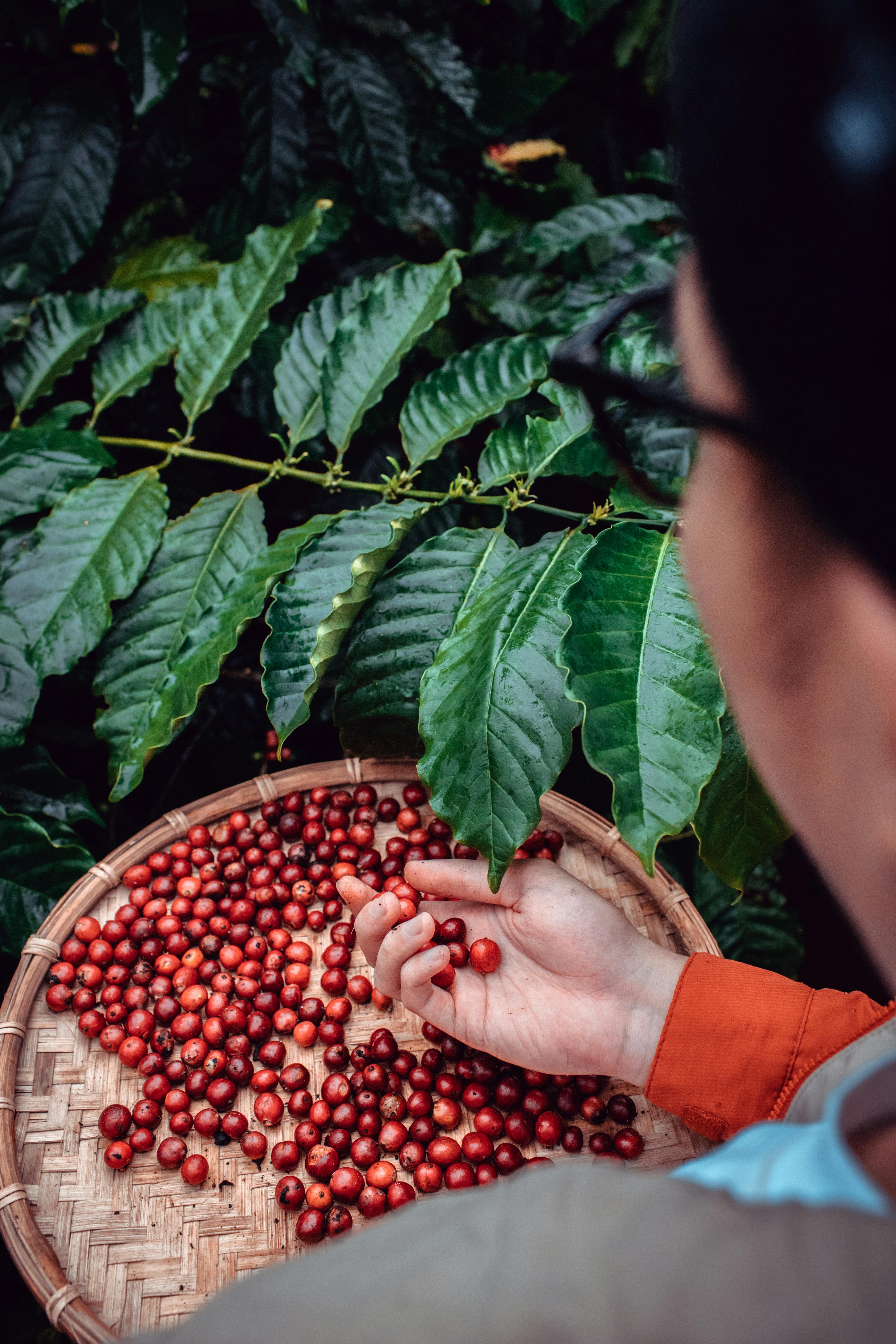 green coffee beans
