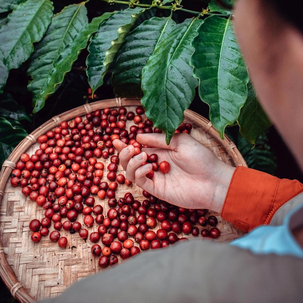 green coffee beans