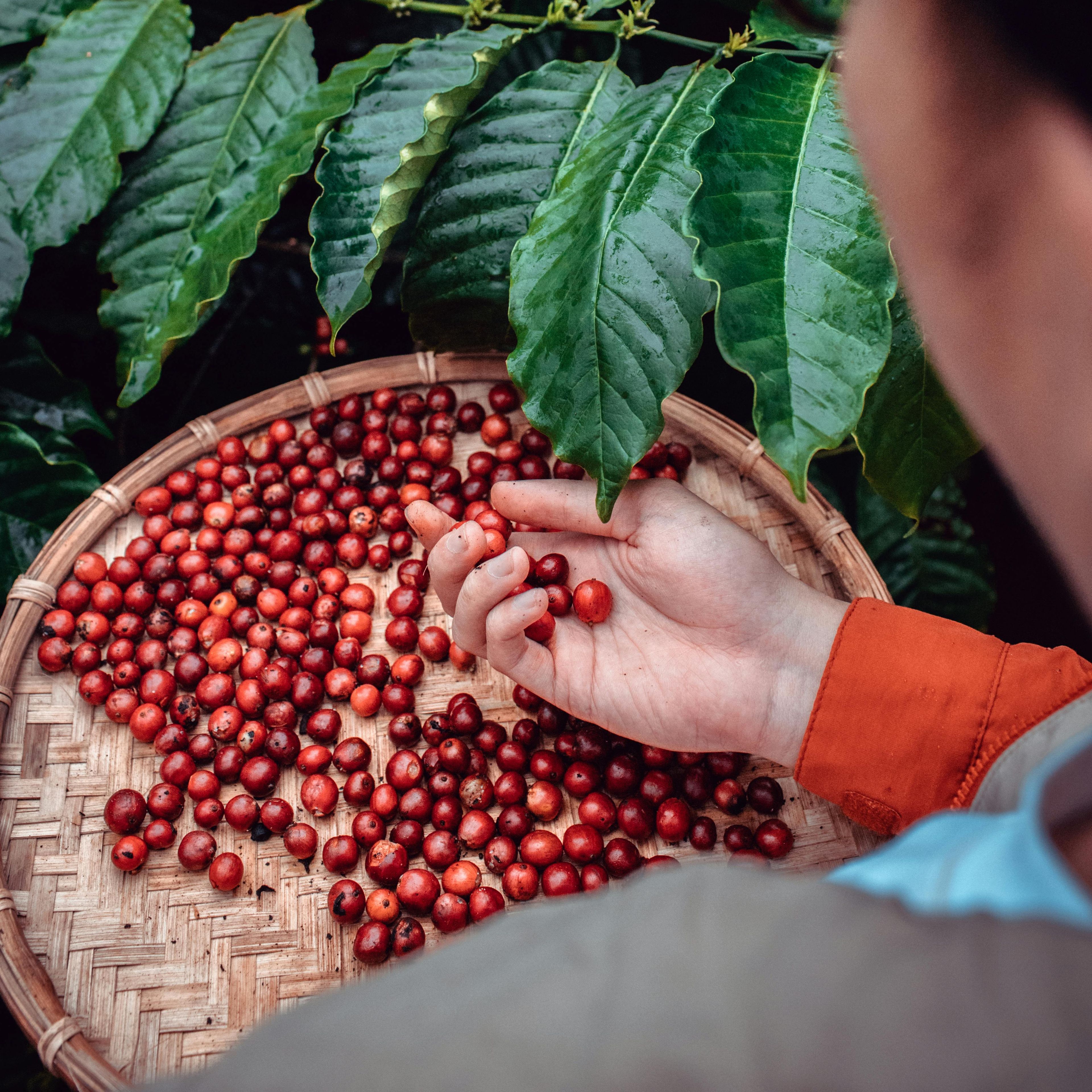green coffee beans