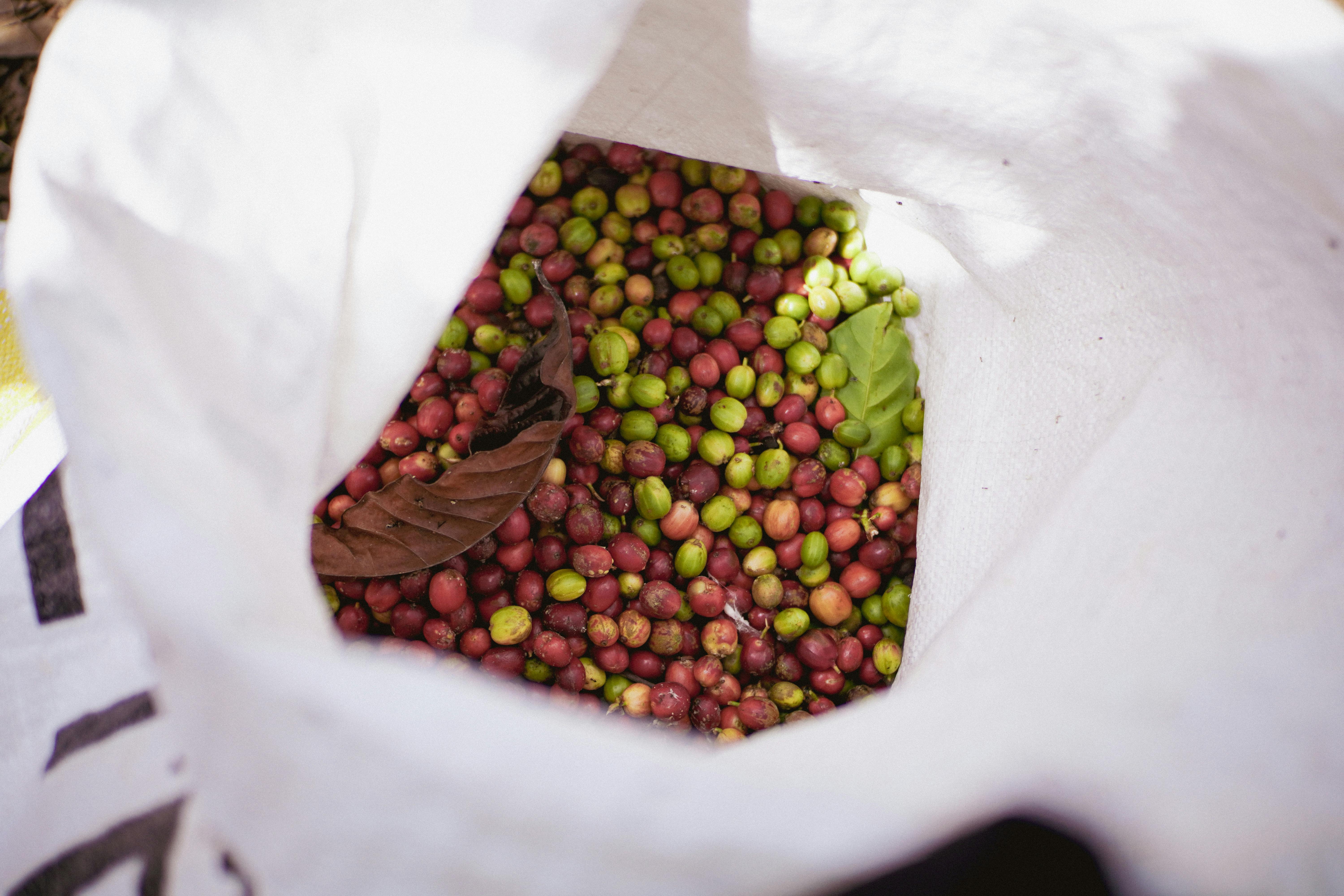 A white bag filled with a mix of green and red coffee cherries.