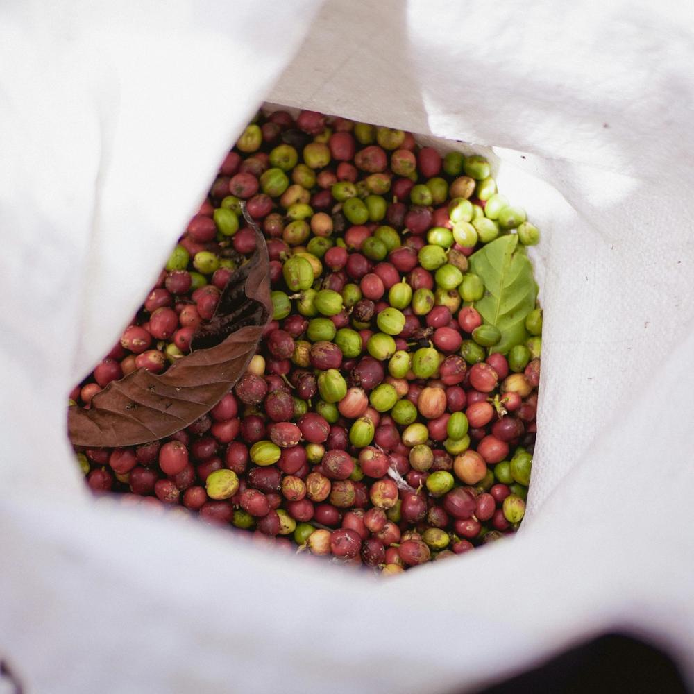 A white bag filled with a mix of green and red coffee cherries.