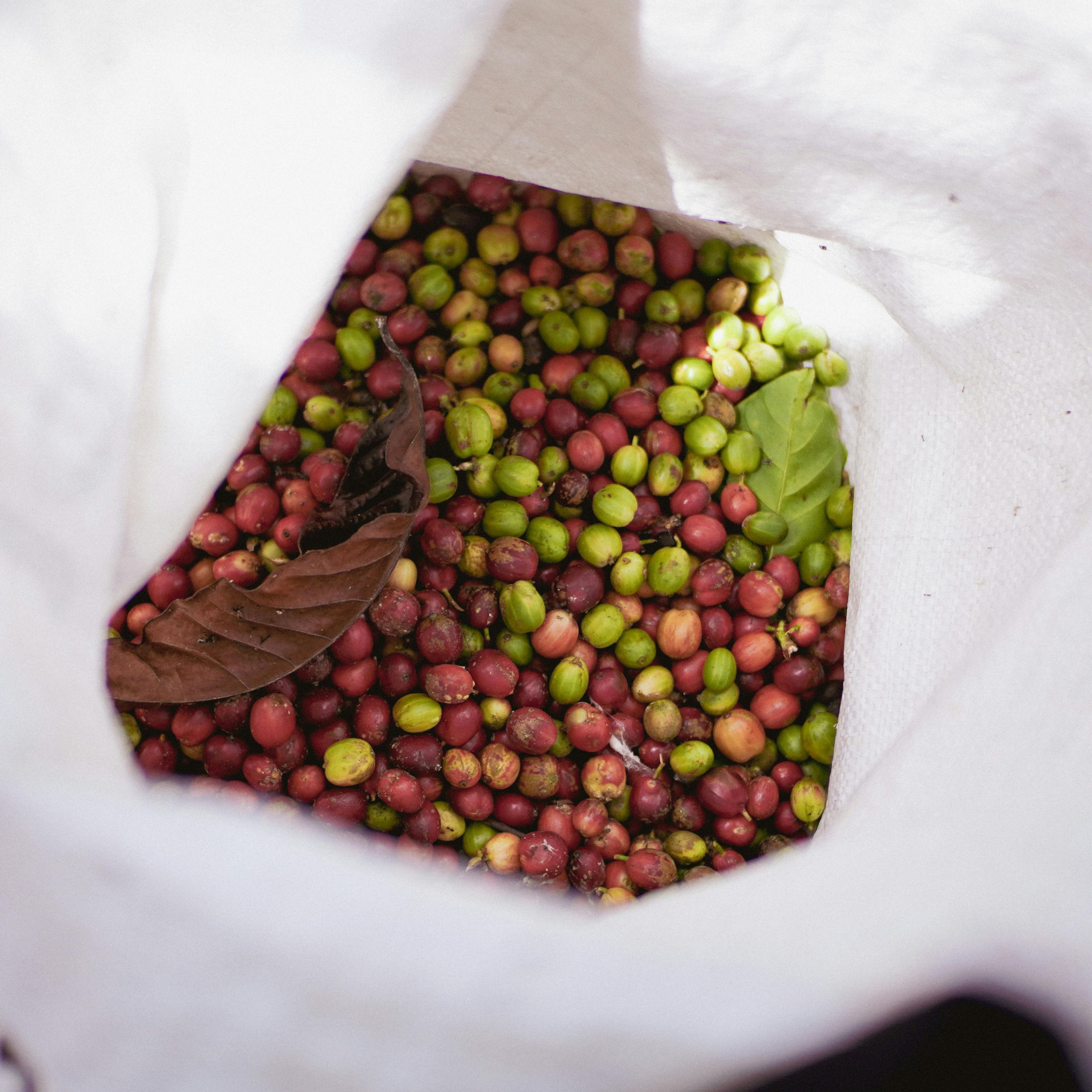 A white bag filled with a mix of green and red coffee cherries.