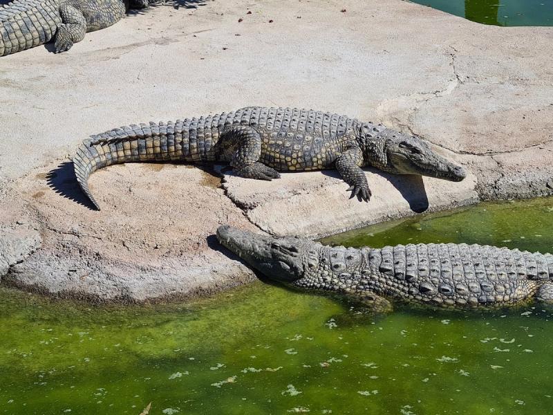 Cocodrilos Park