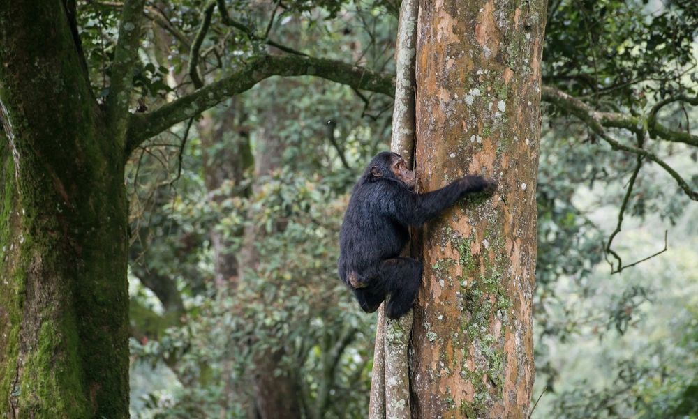 Chimpanzee trekking — Uganda