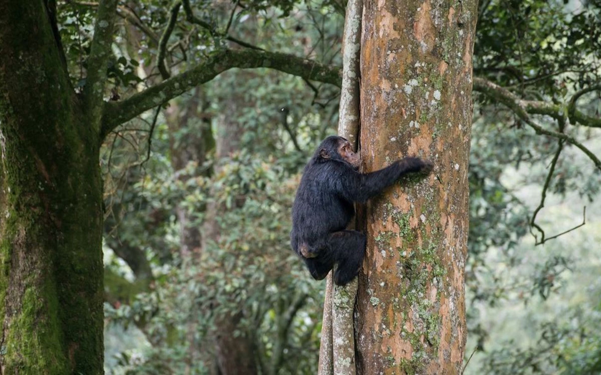 Chimpanzee trekking — Uganda