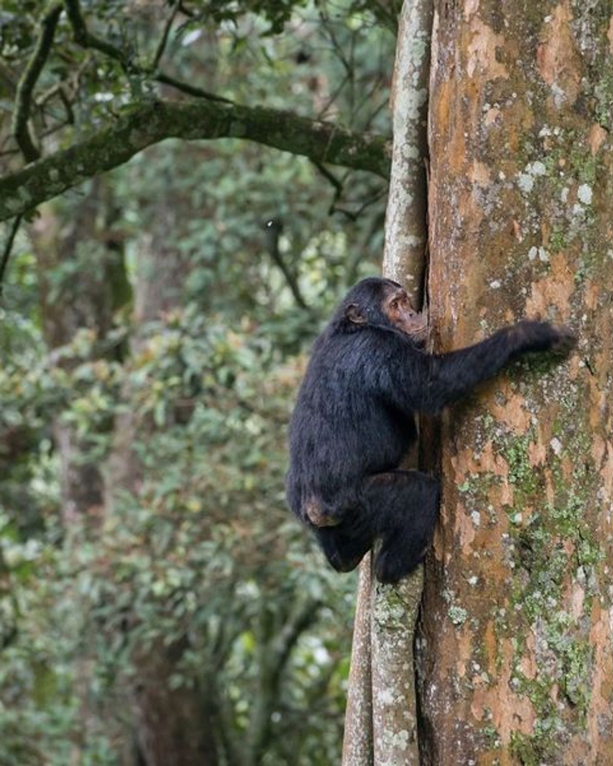 Chimpanzee trekking — Uganda