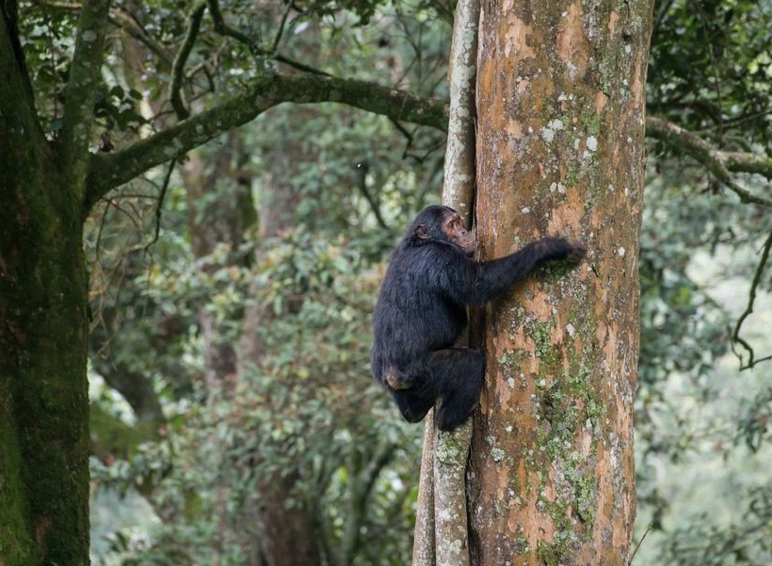 Bwindi Impenetrable Forest — Uganda