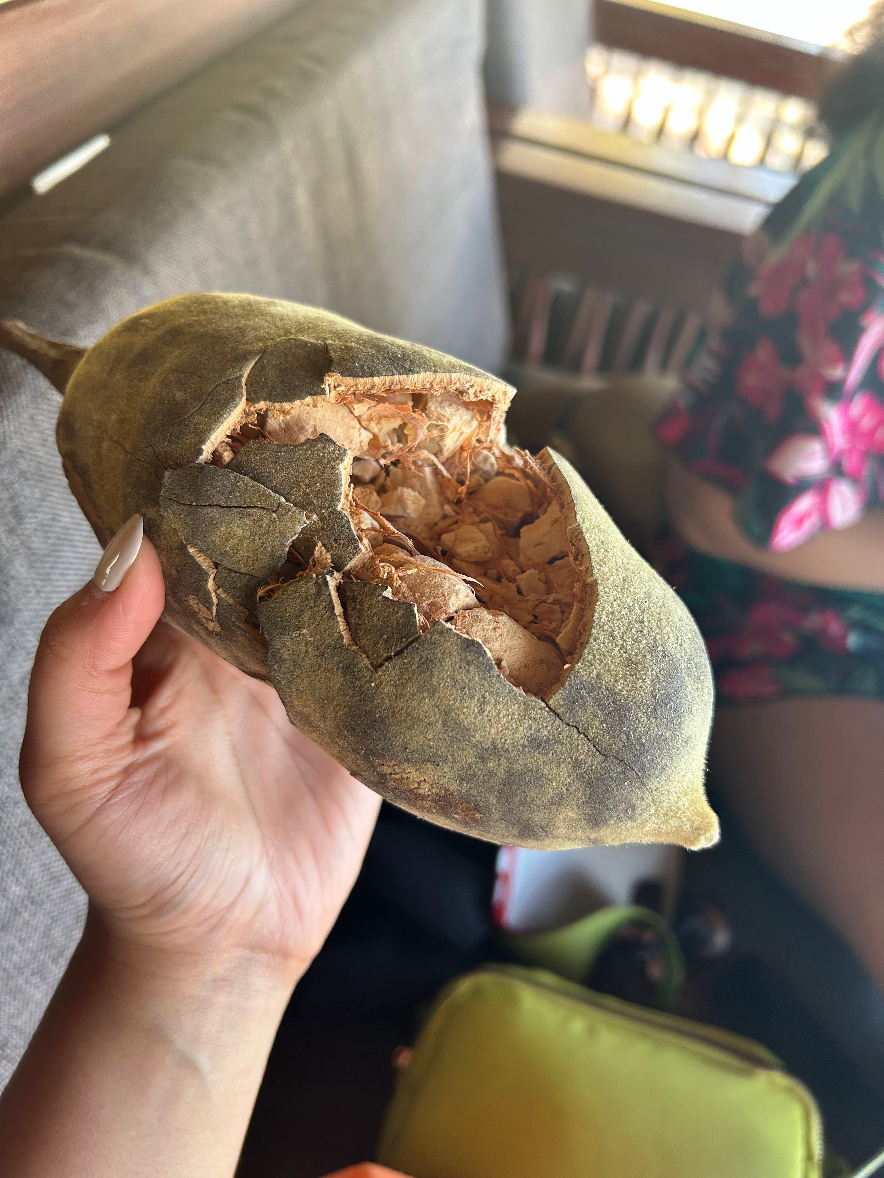 Cracked baobab fruit