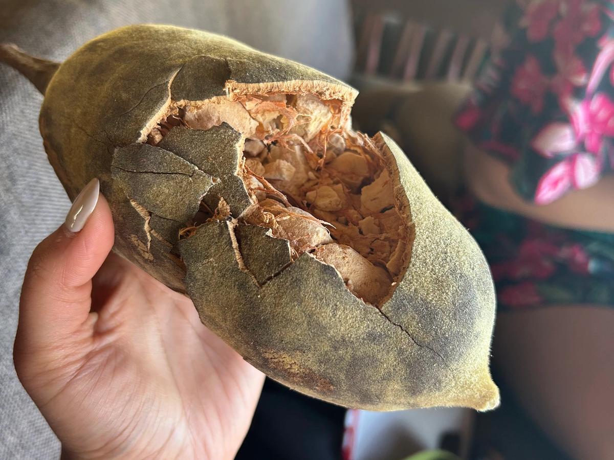 Cracked baobab fruit