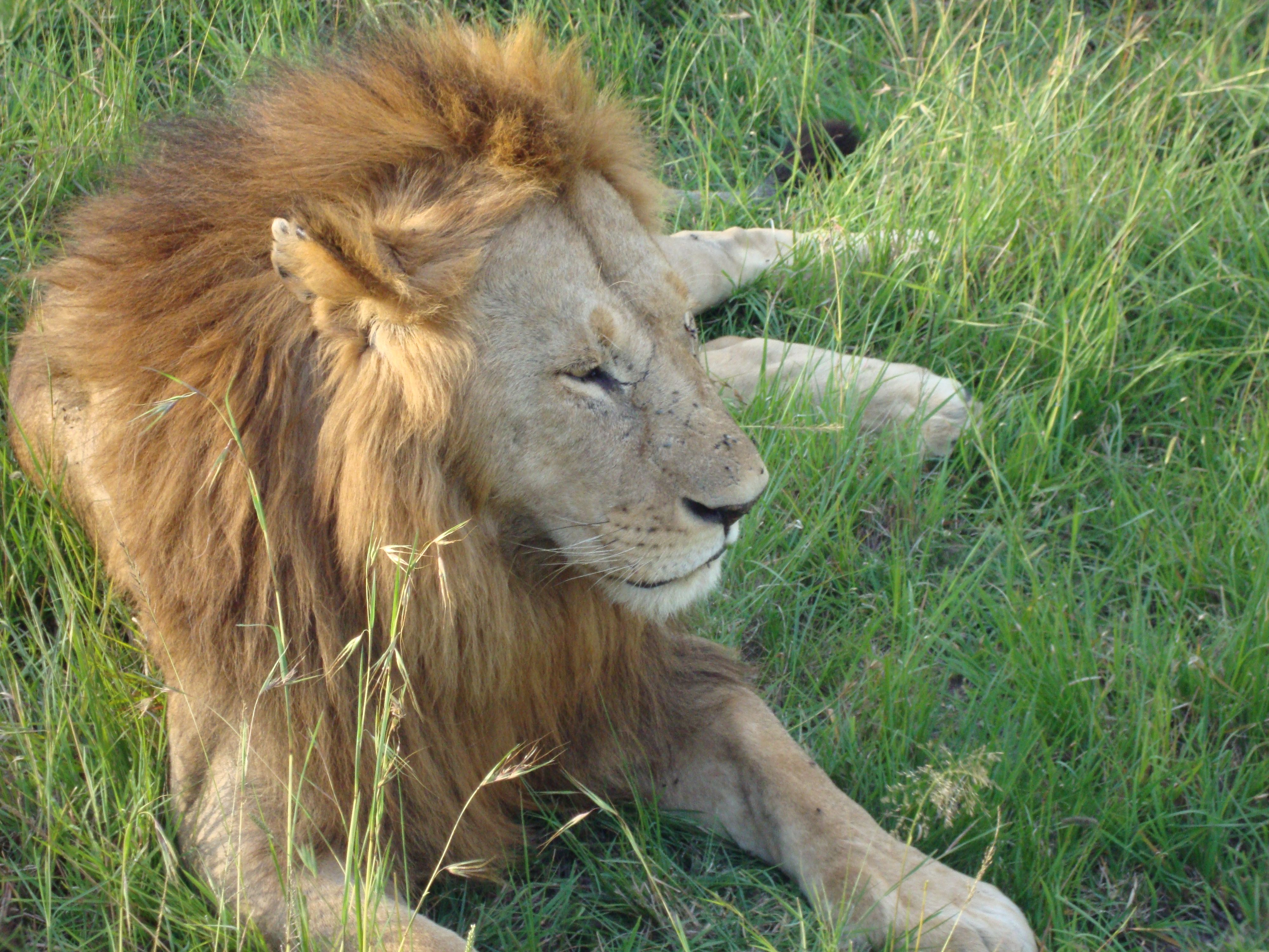 Lion lying in long grass