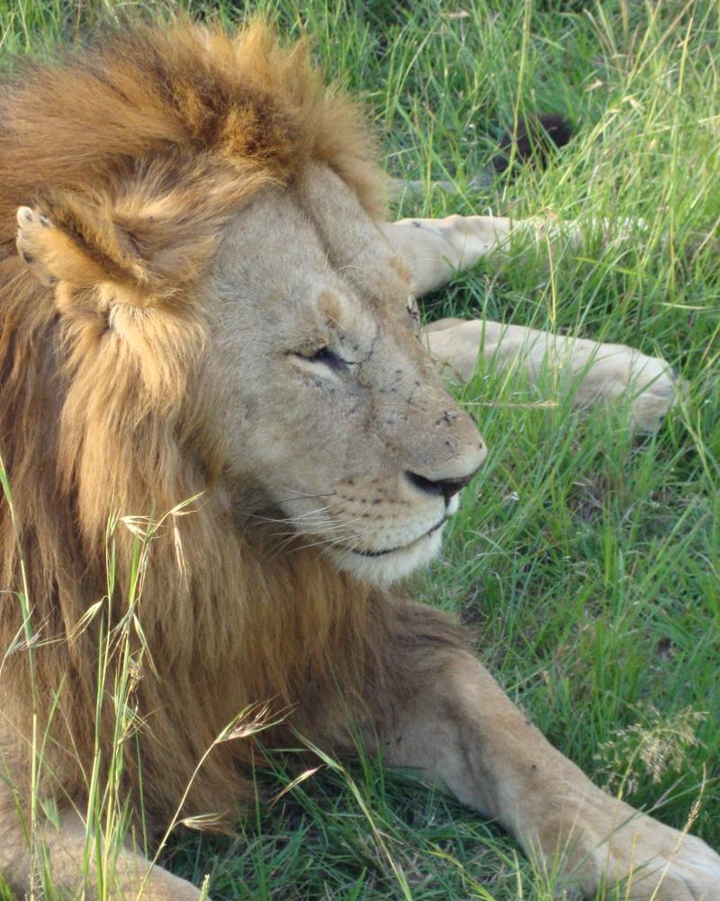 Lion lying in long grass