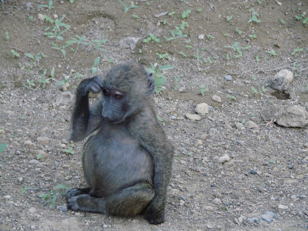 Young baboon sitting in soft light