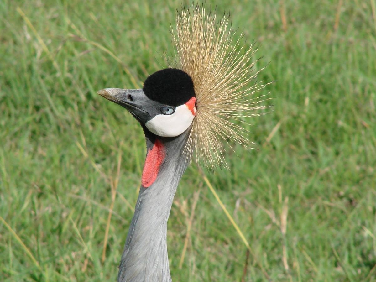 Crowned crane close-up portrait