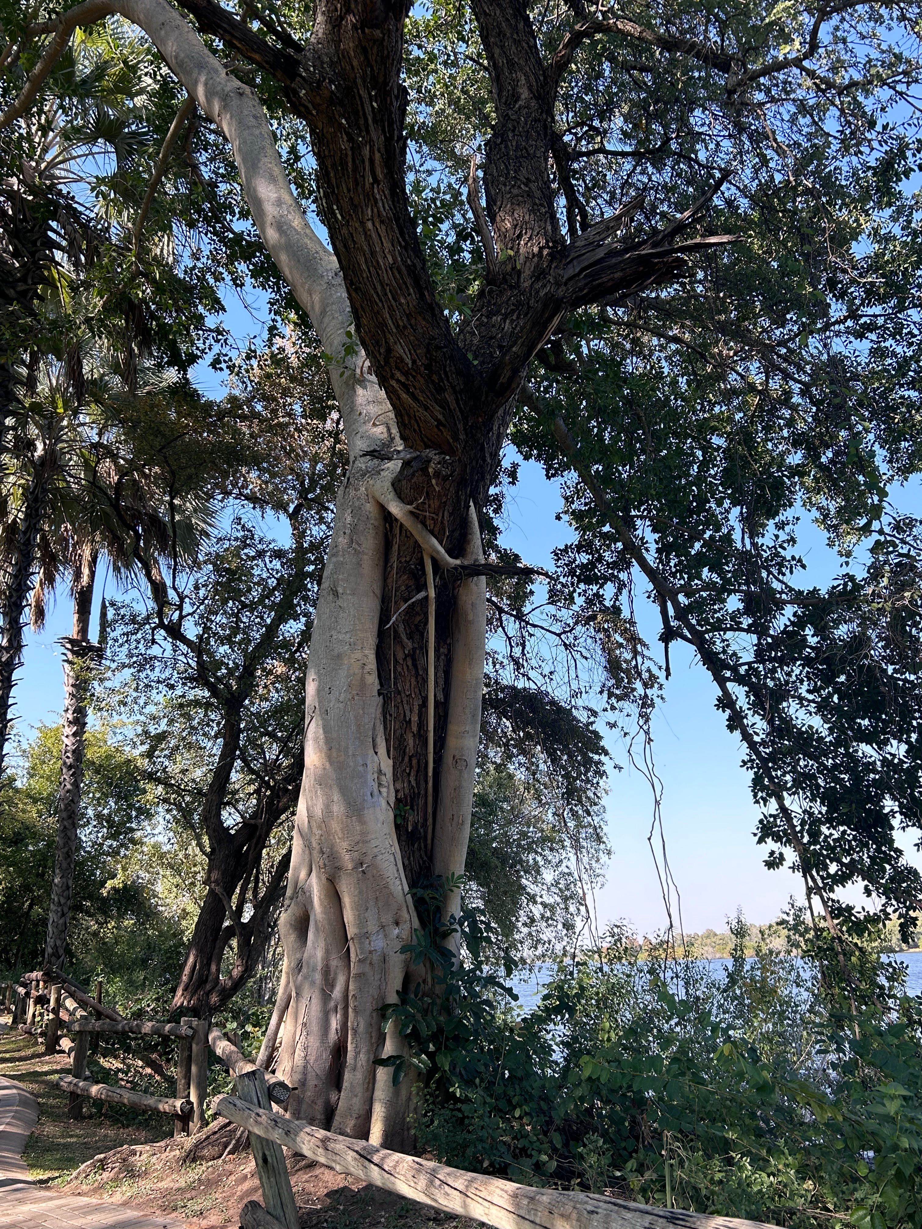 Massive ancient tree by water