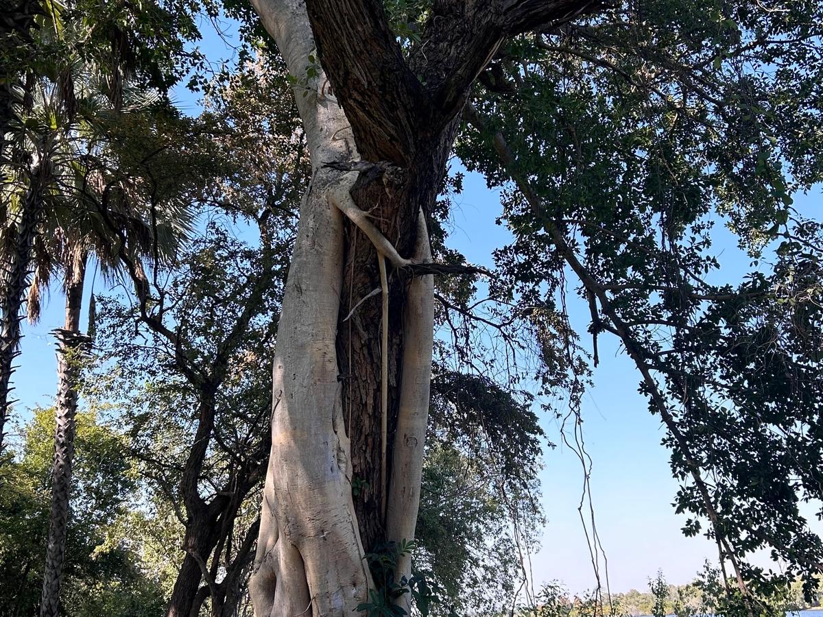 Massive ancient tree by water