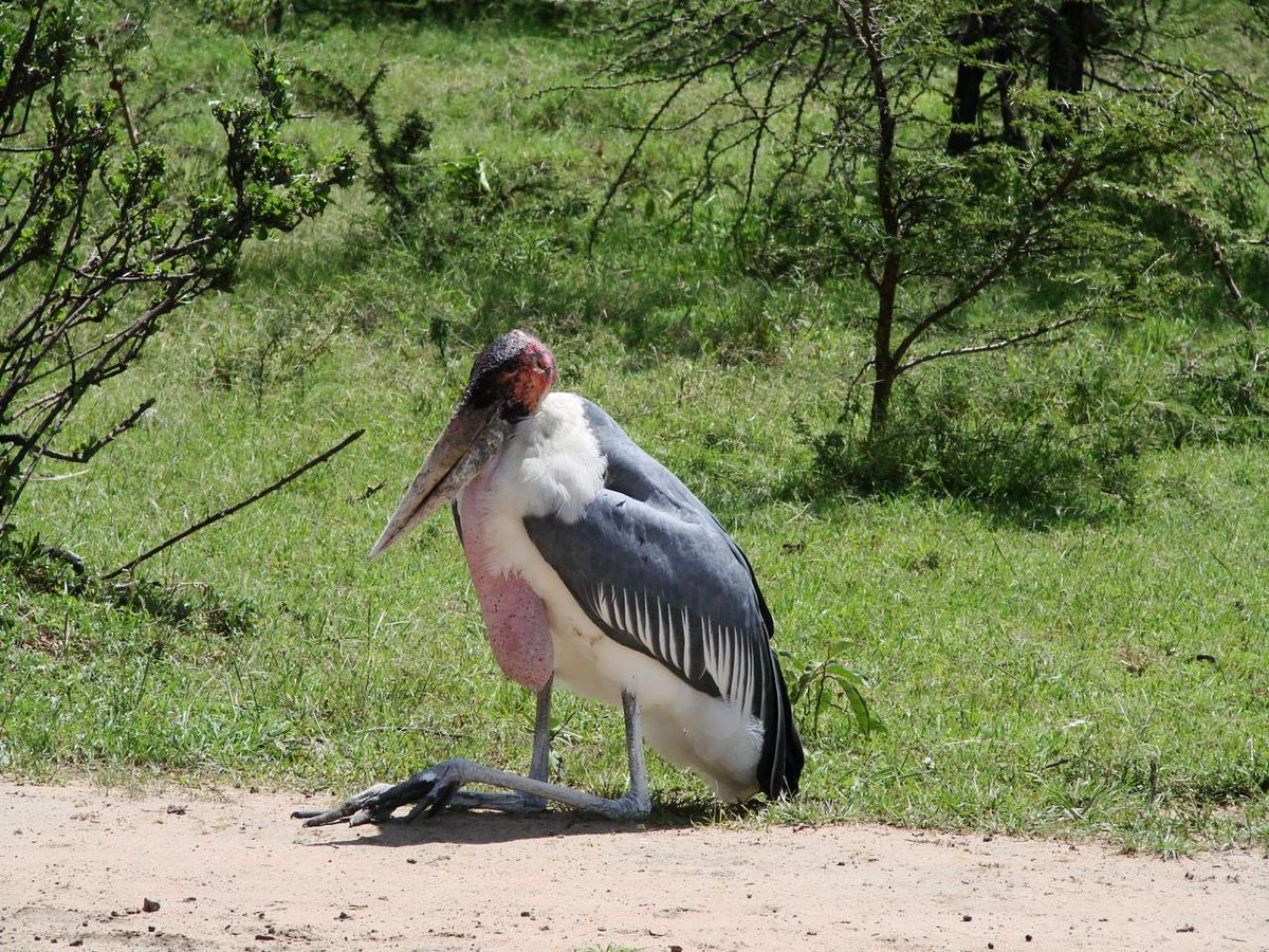 Marabou stork by the roadside