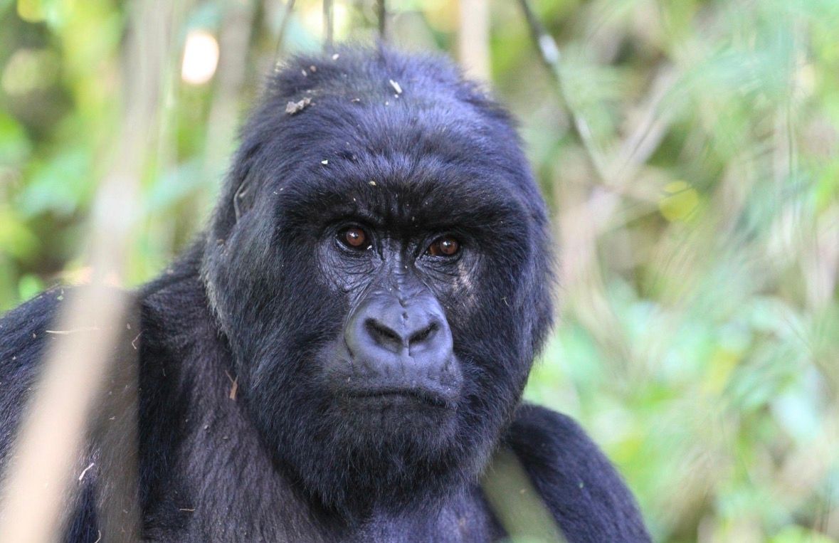 Mountain Gorilla — Rwanda