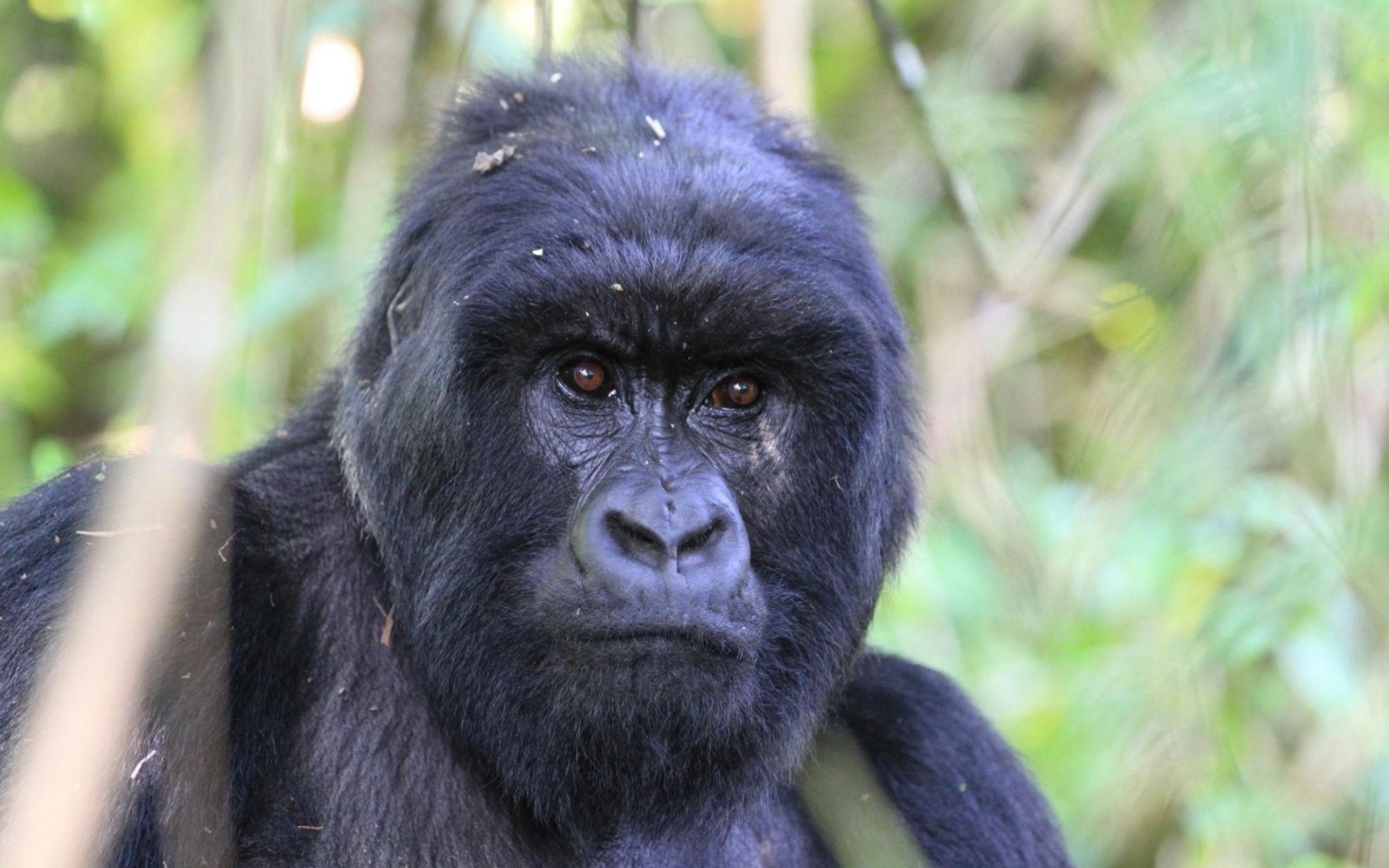 Mountain Gorilla — Rwanda
