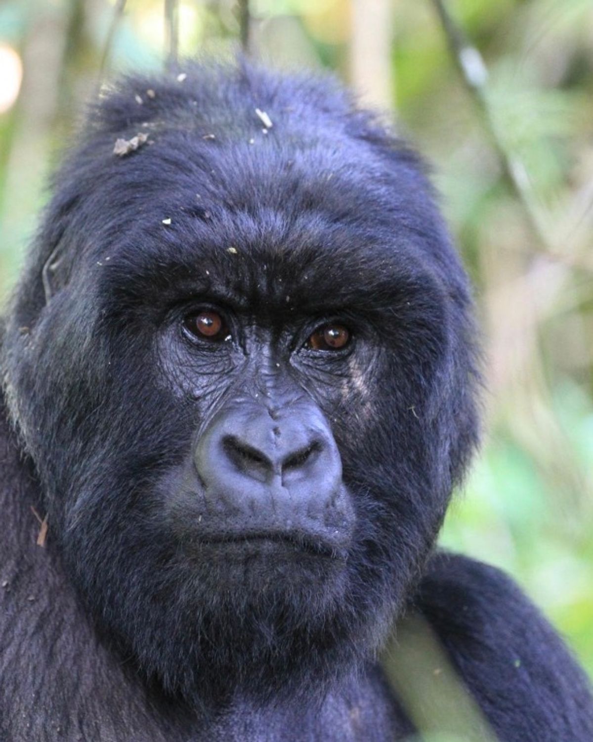 Mountain Gorilla — Rwanda