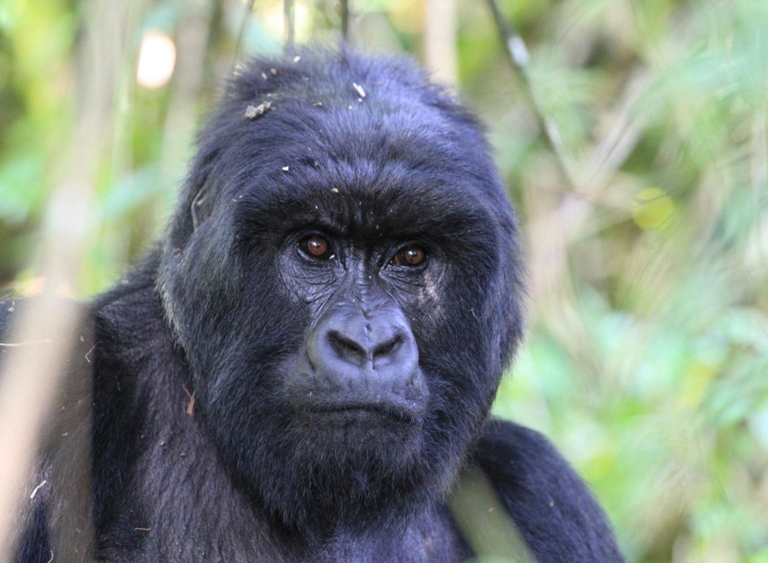 Silverback Mountain Gorilla — Rwanda