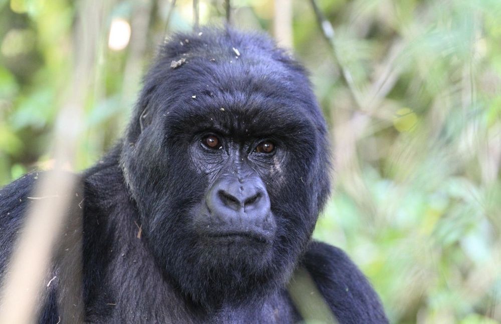 Mountain gorilla in Volcanoes National Park, Rwanda
