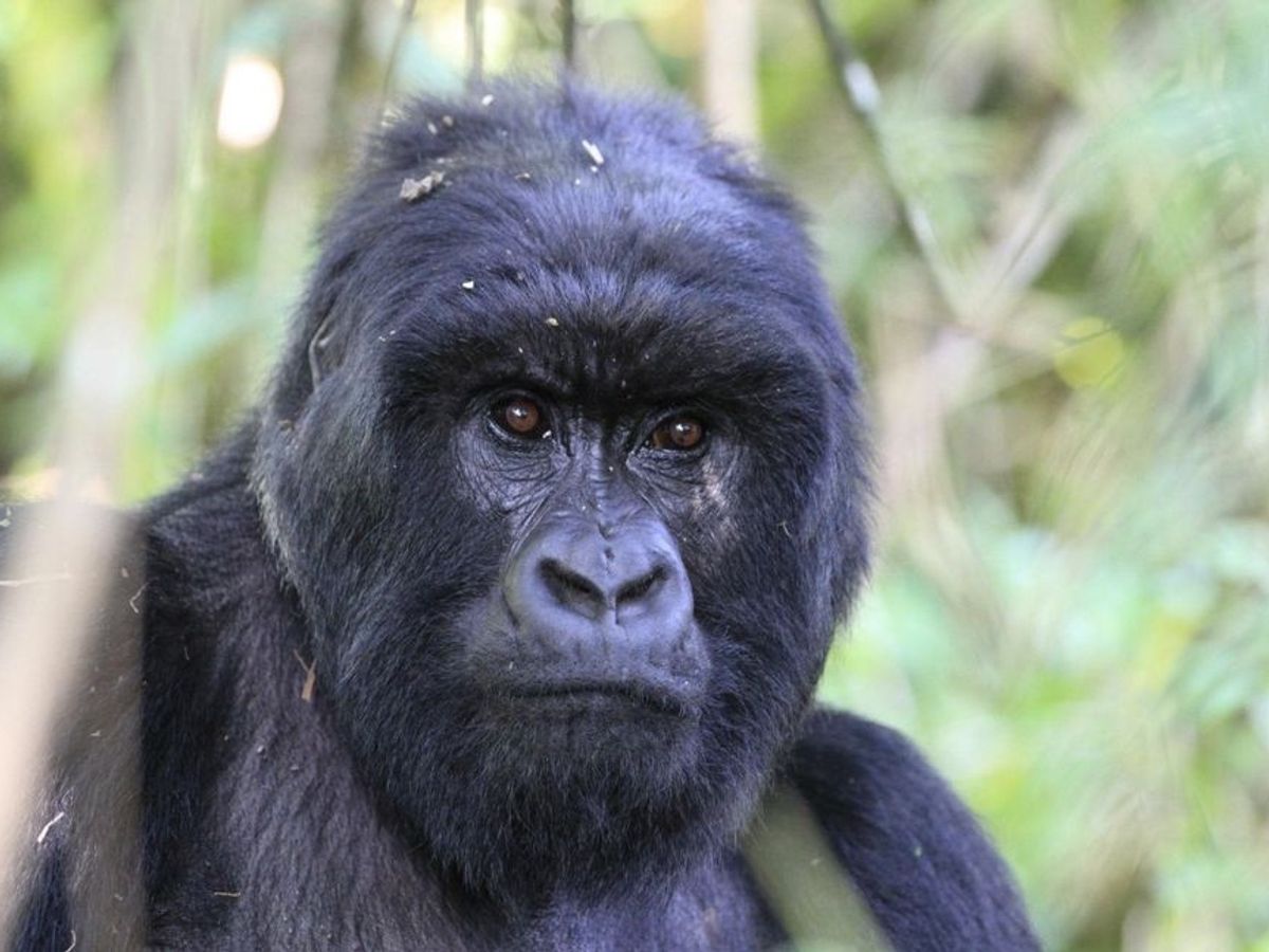 Mountain gorilla in Volcanoes National Park, Rwanda