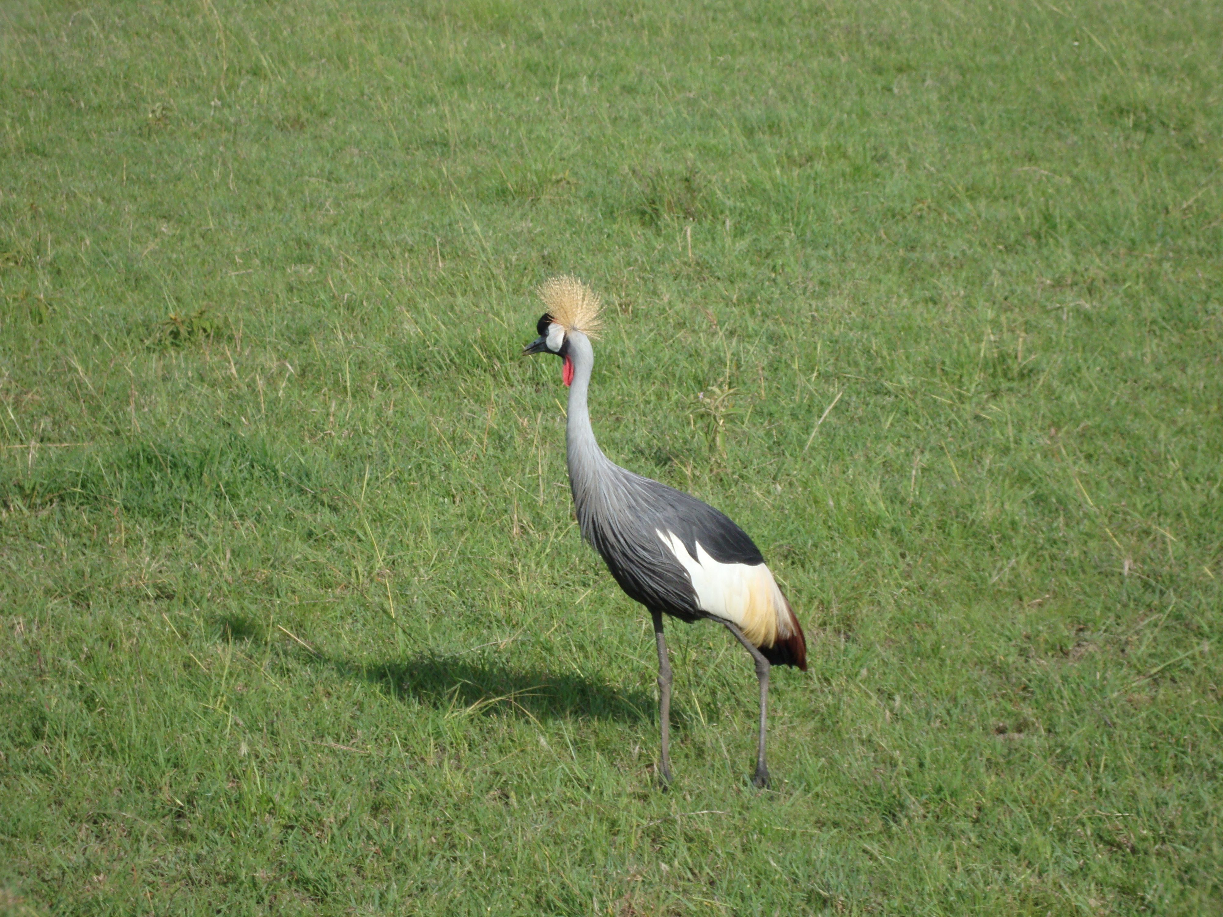 Grey crowned crane in grass
