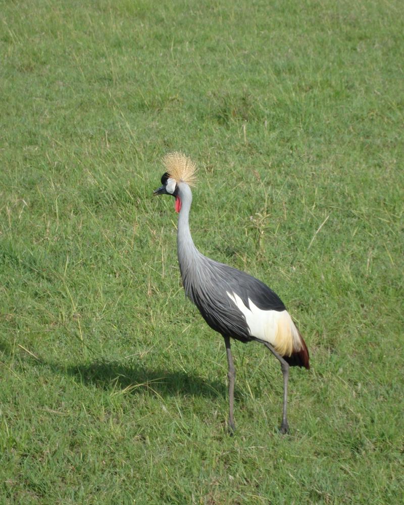 Grey crowned crane in grass