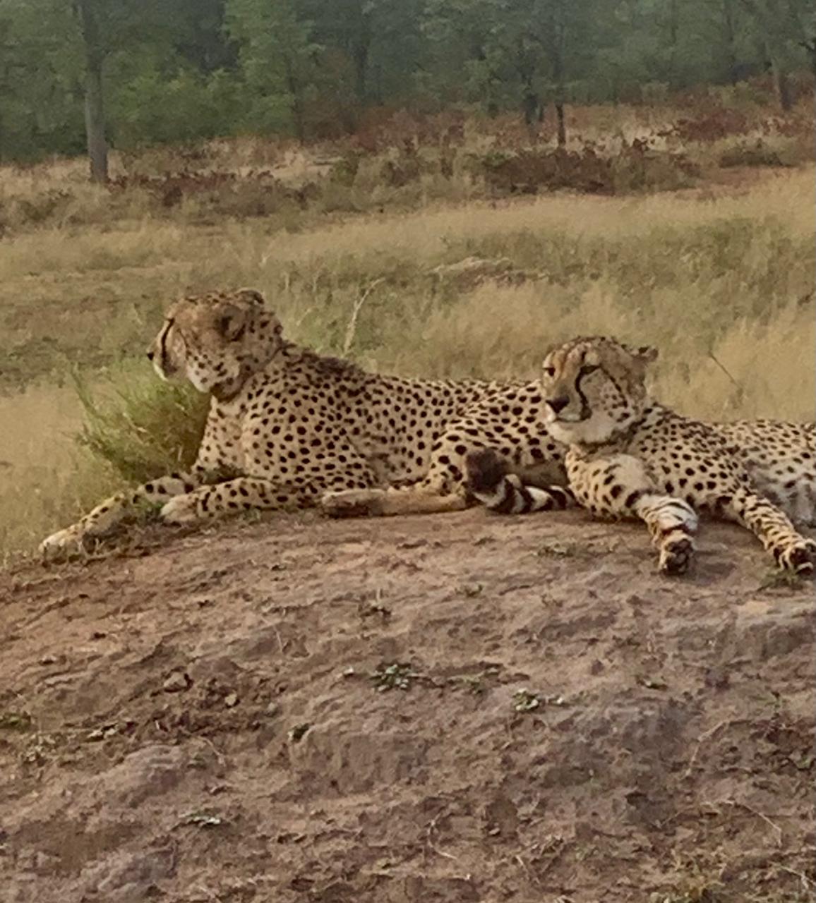 Two cheetahs lying together