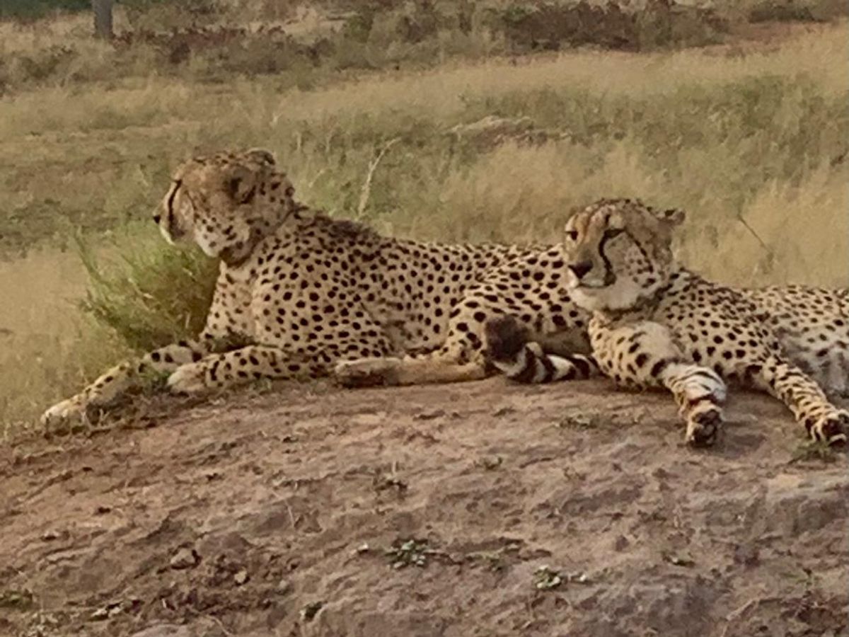 Two cheetahs lying together